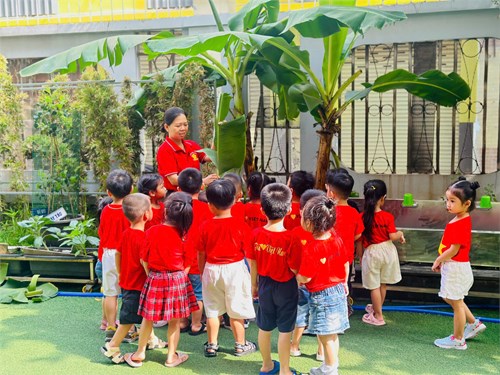 Các bé lớp Mầm 3 quan sát cây