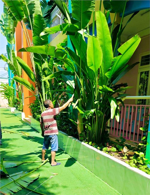 Trường Mầm non 15 thực hiện tỉa cành, mé nhánh cây phòng, chống cây ngã đổ mùa mưa giông