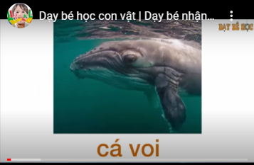 Dạy bé tìm hiểu sinh vật biển