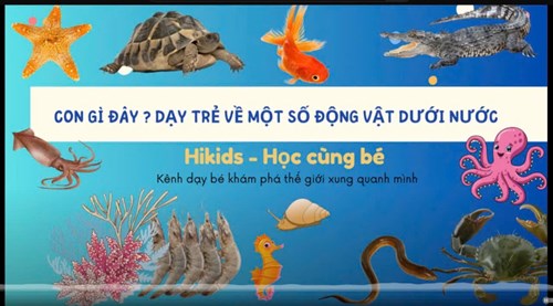 Khám phá   các con vật sống dưới nước 