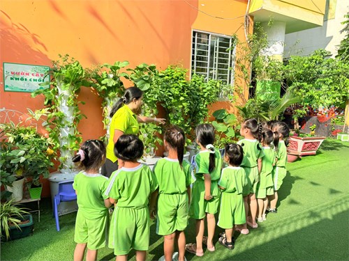 Các bé lớp Sơn Ca 1 (Mẫu giáo 4-5 tuổi) cùng nhau thu hoạch rau thủy canh sau một tháng chăm sóc.