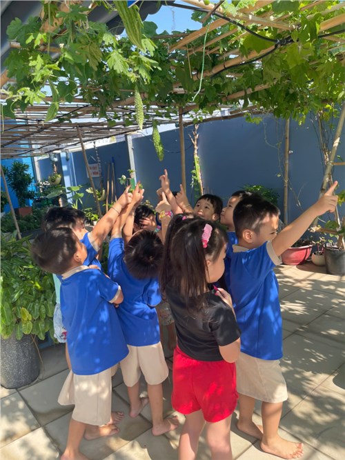 bé thu hoạch dưa leo