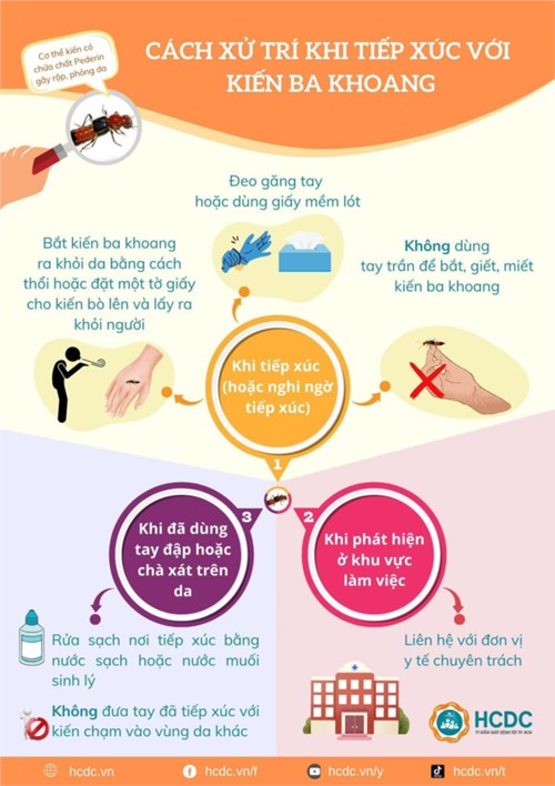 Cách xử trí khi tiếp xúc với Kiến ba khoang.