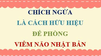 Chích ngừa là cách hữu hiệu để phòng ngừa Viêm Não Nhật Bản