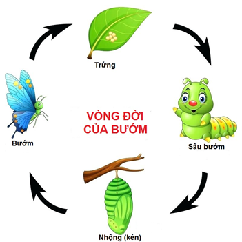 KPKH: Vòng đời của bướm