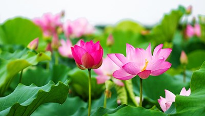 Bài thơ Hồ sen