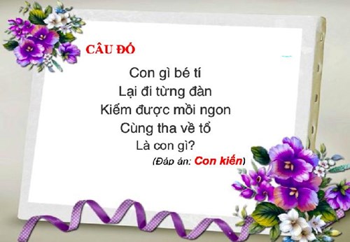 Câu đố: Con kiến