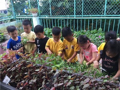 Các bé lớp Lá 1 tham gia thu hoạch rau