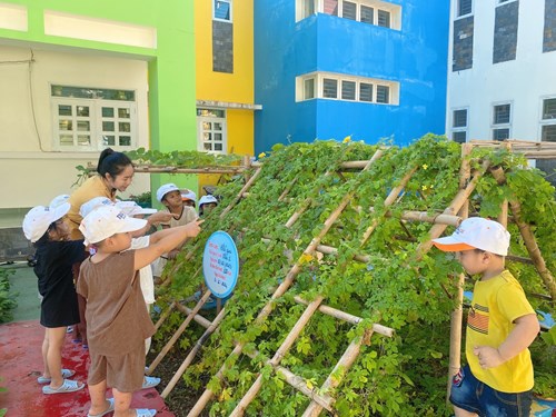 Hình ảnh quan sát vườn rau của bé