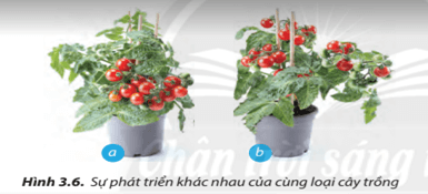 So sánh sự giống nhau và khác nhau giữa 2 loại cây