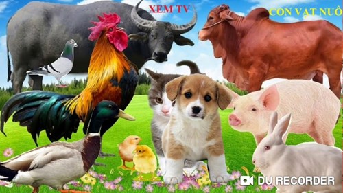 Đặc điểm bên ngoài của các con vật gần gũi