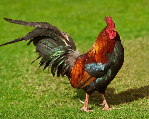 Hoạt Động: Khám Phá:Một Số Con Vật Nuôi Trong Gia Đình. So Sánh Sự Giống Nhau Và Khác Nhau Của Con Vật 4 Chân
c