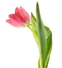 Giáo án: Nhận biết chữ h - t trong chữ, từ có ý nghĩa