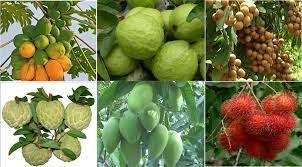 Bé Nhận Biết 1 Số Loại Cây Ăn Quả
