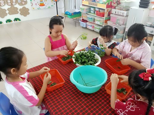 Hoạt động Giáo dục kỹ năng sống:   Nhặt rau ngót - Lớp 5-6 tuổi(2)