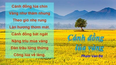 Bài Thơ :   Cánh Đồng Lúa Vàng  