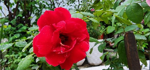 Kỷ niệm ngày thành lập hội lhpn
