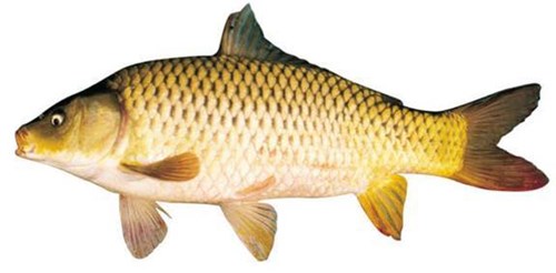 Hình ảnh  Con Cá 