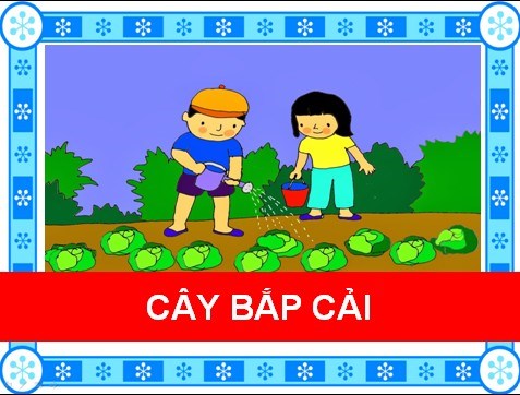 Bài hát   Cây bắp cải  