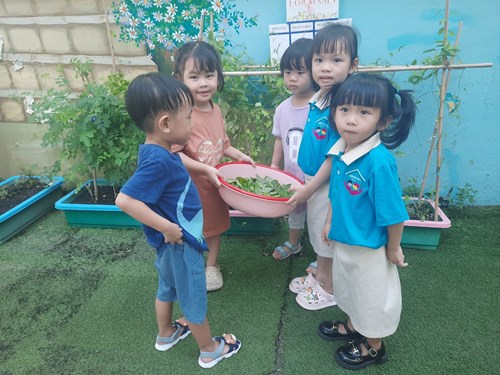 Bé thu hoạch và tìm hiểu lá Sương Sâm