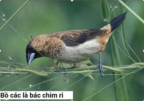 Bồ các là bác chim ri khối Mầm
