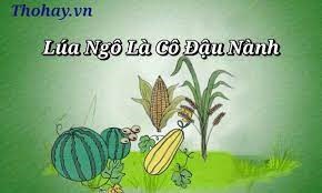 Lúa ngô là cô đậu nành khối mầm