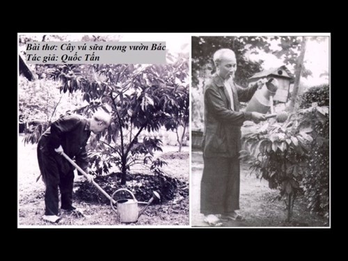 Bài thơ “Cây vú sữa trong vườn Bác” khối Mầm