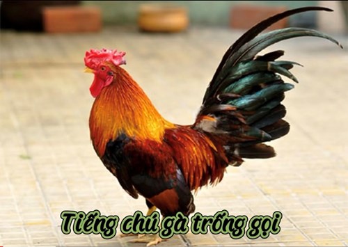 Tiếng chú gà trống gọi