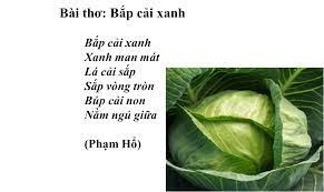 Bài thơ: CÂY BẮP CẢI