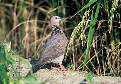 Truyện chim gáy