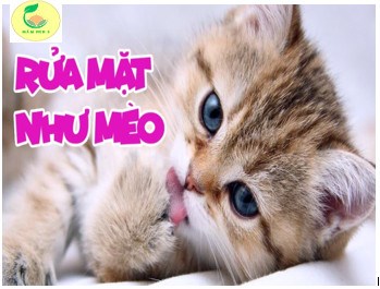 Nghe bài hát  “rửa mặt như mèo