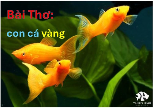 Con cá vàng