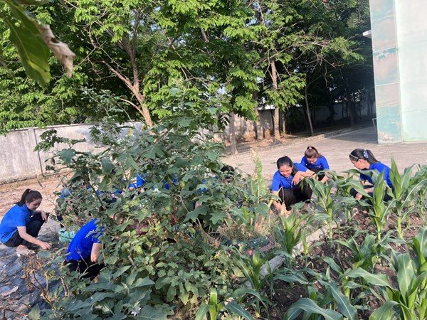 Đoàn viên thanh niên chăm sóc vườn rau