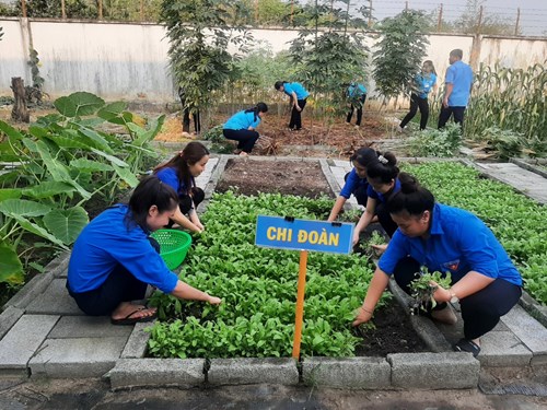 Cùng nhau thu hoạch bắp, cải