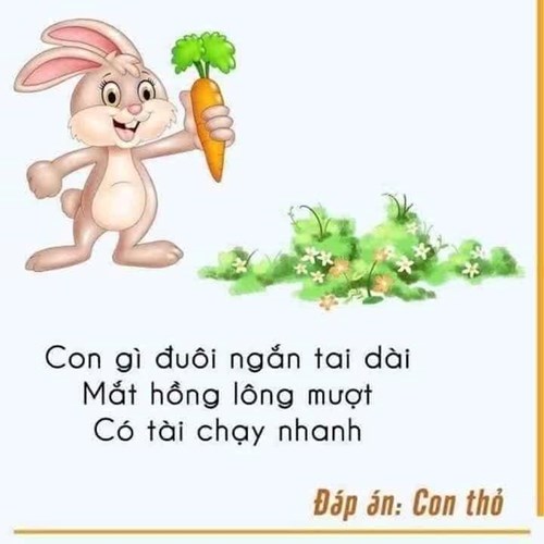 Câu đố vui