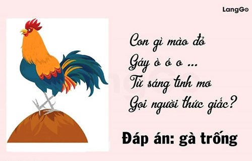 Câu đố vui