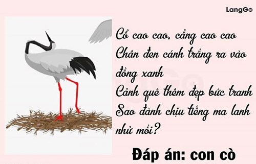 Câu đố vui