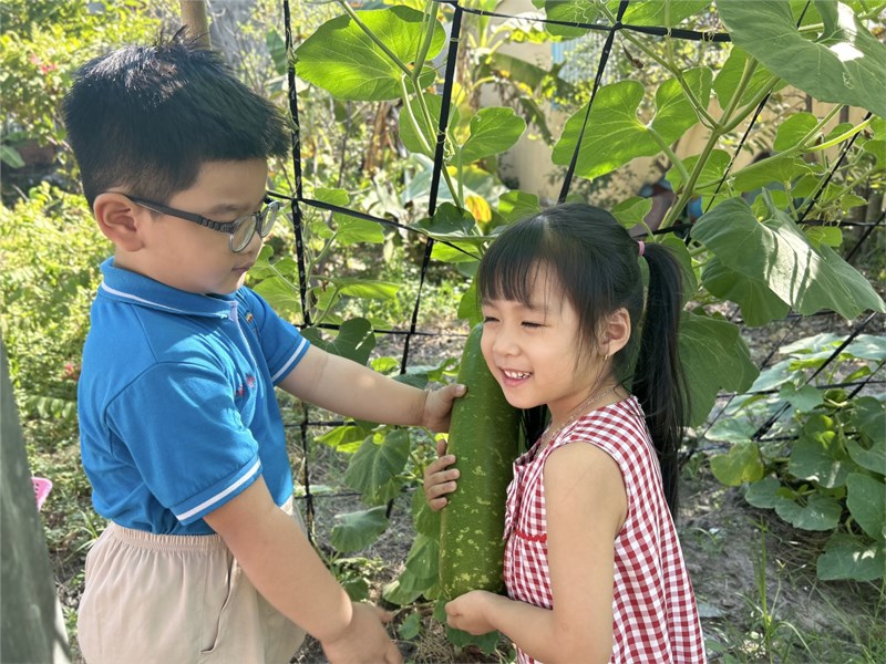Các bé lớp Chồi 2 thu hoạch bầu tại vườn trường