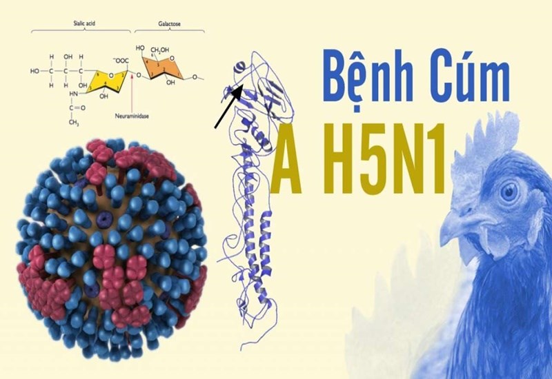 Trường MN Phú Hòa Đông - Bộ Y tế: tiềm ẩn nguy cơ lây nhiễm cúm gia cầm sang người