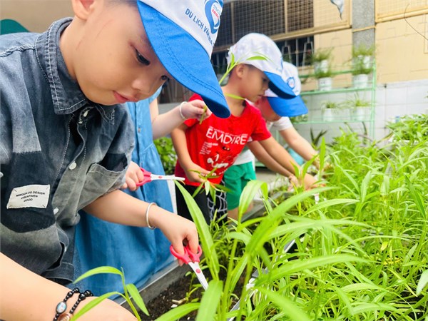 Thu hoạch rau của các bé khối lá