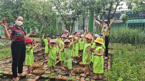 Các bé lớp Chồi 2 thu hoạch khoai lang