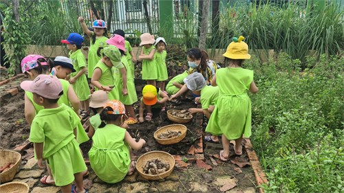 Các bé lớp Chồi 2 thu hoạch khoai lang