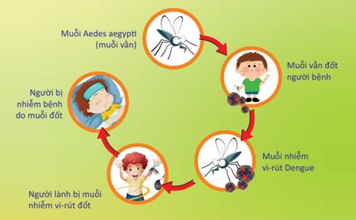 8 lời khuyên phòng bệnh Sốt xuất huyết