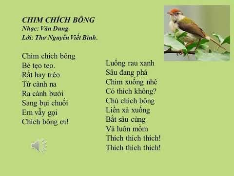 Bài hát:  Chim chích bông 