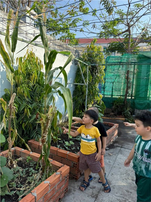 Hoạt động ngoài trời Lớp Hoạ Mi 1