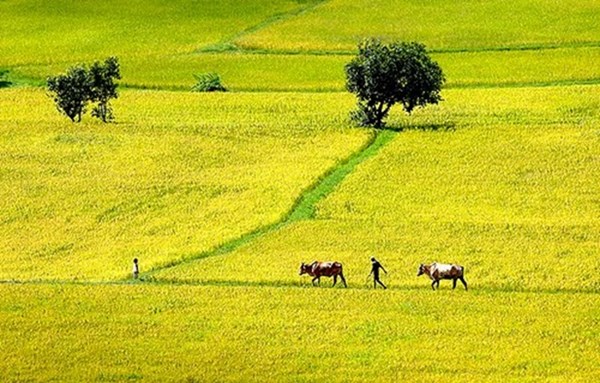 MTXQ:Một vài nét văn hóa truyền thống ( trang phục, món ăn…) của quê hương, đất nước- Lá 1