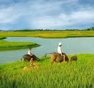 Thơ: Buổi sáng quê nội