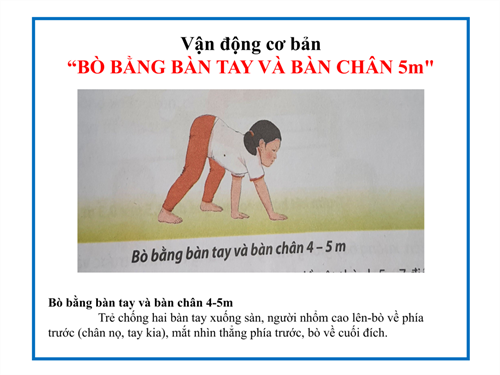 Bài tập BÒ CAO