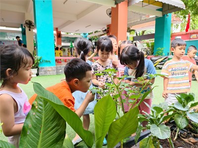 Các bé lớp Chồi 4 tìm hiểu về các loại cây trong vườn trường.