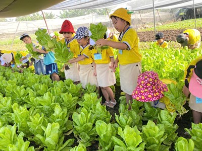 Trường mầm non 19/8 tổ chức cho các bé Khối Chồi và Khối Lá Tham quan vườn rau sạch.